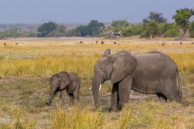 066 Botswana, Chobe NP.jpg